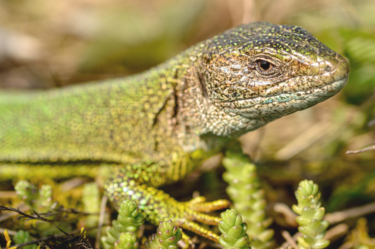 European green lizard