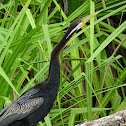 Australasian darter