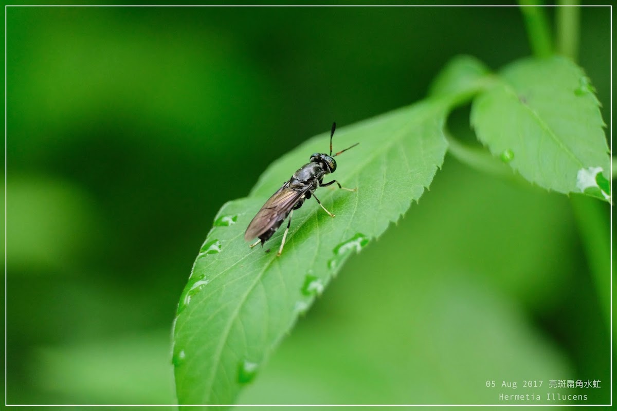 Hermetia Illucens 亮斑扁角水虻