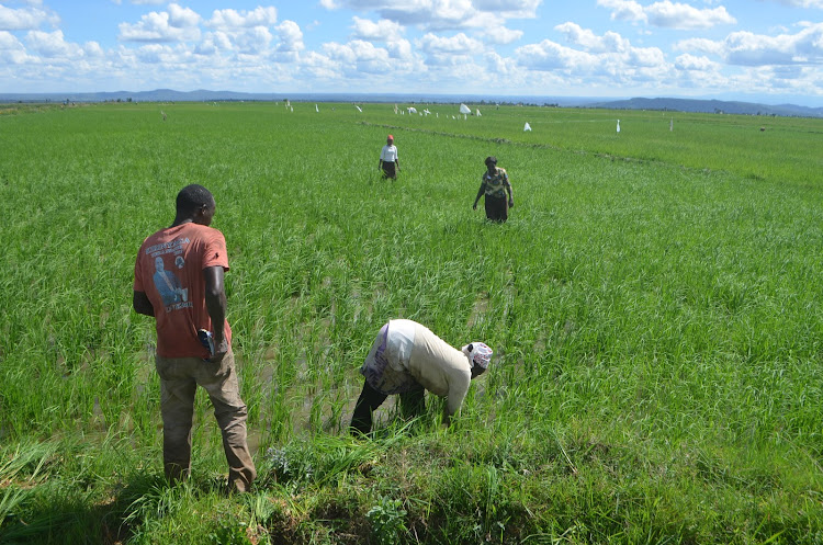 Rice farmers in Mwea