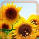 Sunflower Summer Live Wallpaper Download on Windows