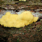 Sulphur sago