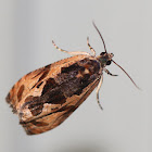 Variable Nigranum Moth