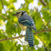 Eastern Blue Jay