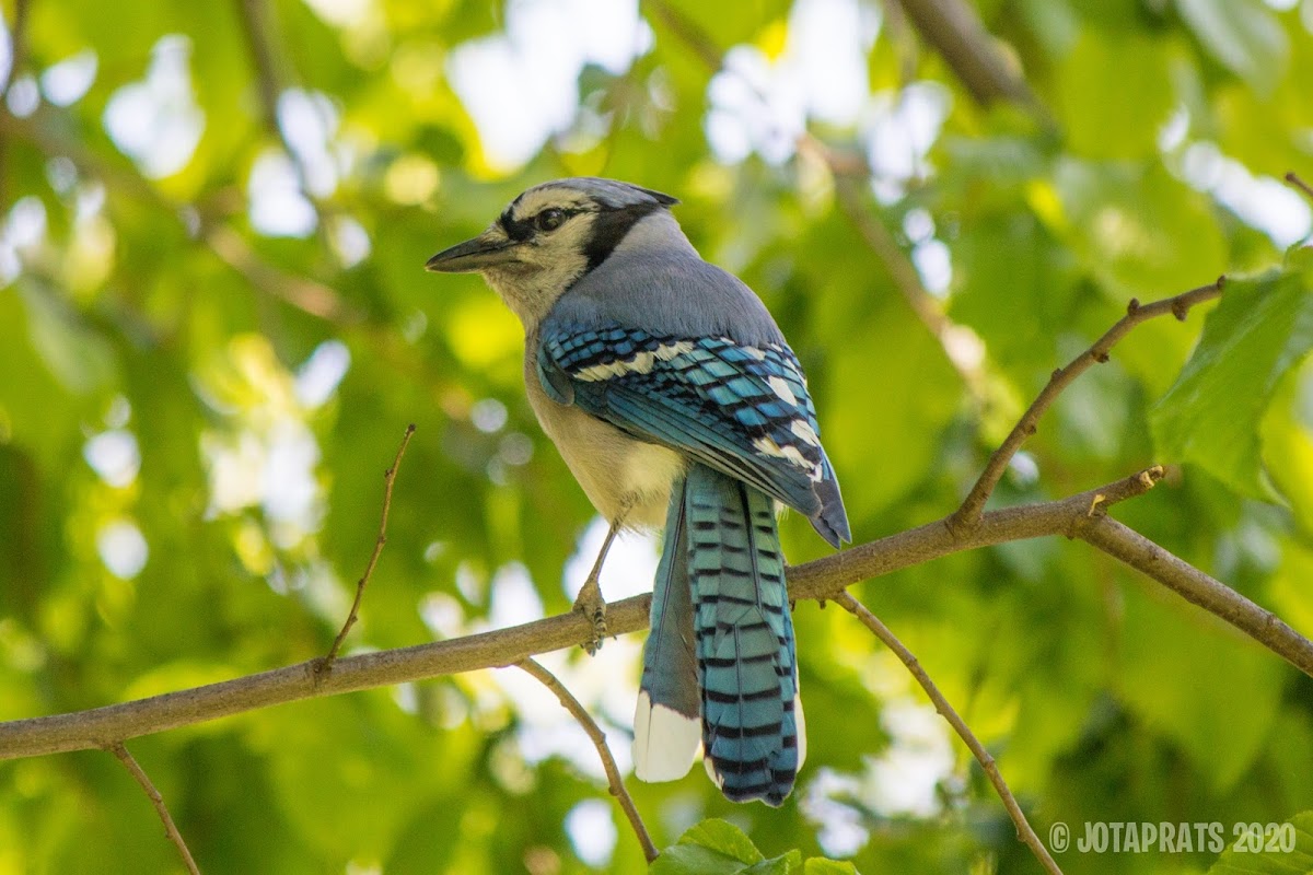 Eastern Blue Jay