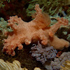 Allen's Nudibranch