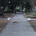 Eastern cottontail