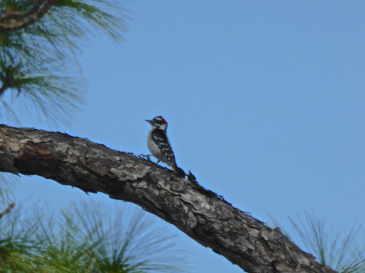 Downy Woodpecker