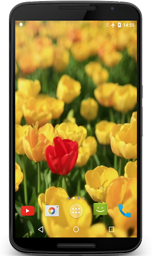 Tulips Video Live Wallpaper