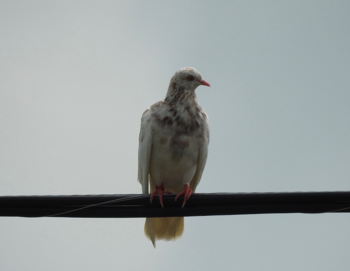 Rock Pigeon