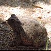 Sonoran Desert Toad, Colorado River Toad