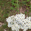 Yarrow