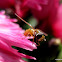 Hoverfly