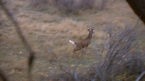 MT Whitetail thumbnail