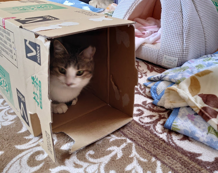 N-ONEのてつやんさんが投稿したカスタム事例の投稿画像7枚目