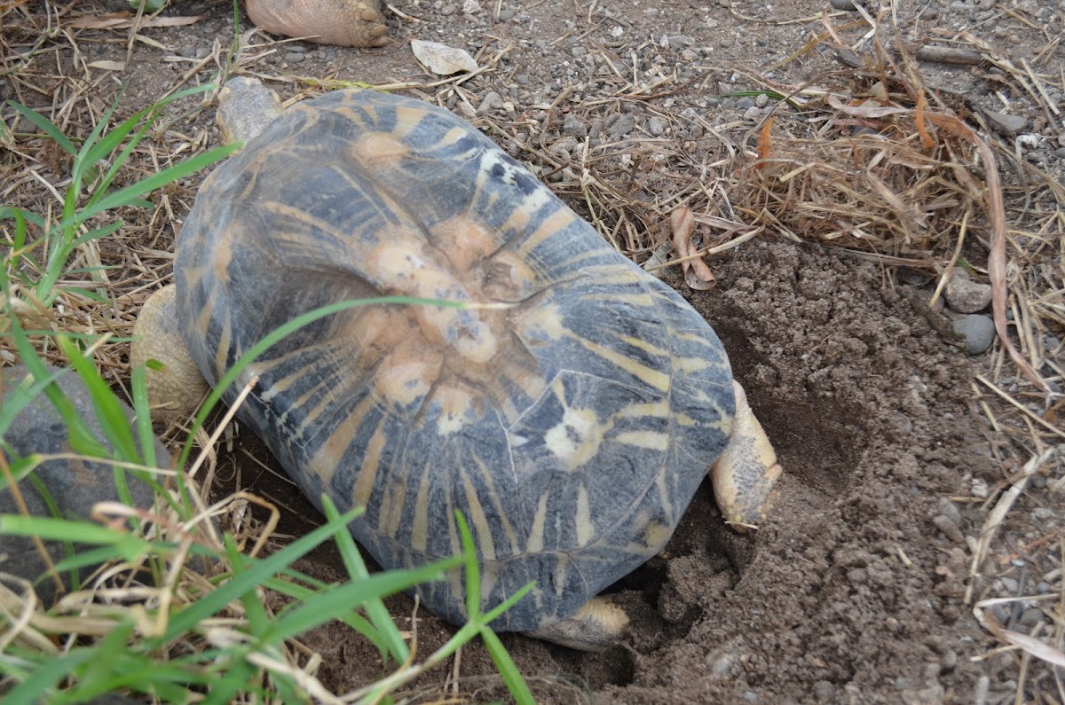 Radiated tortoise