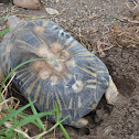 Radiated tortoise