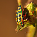 Rainbow Shield Bug