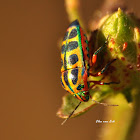 Rainbow Shield Bug