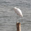 Little Egret