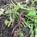 Earthworm