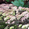 Turkey Tail Mushrooms