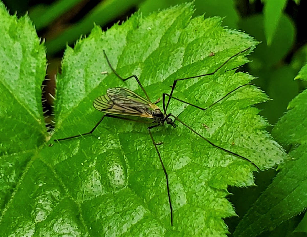 Winter crane fly