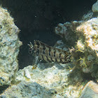 Tompot blenny