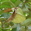 Wasp Nest