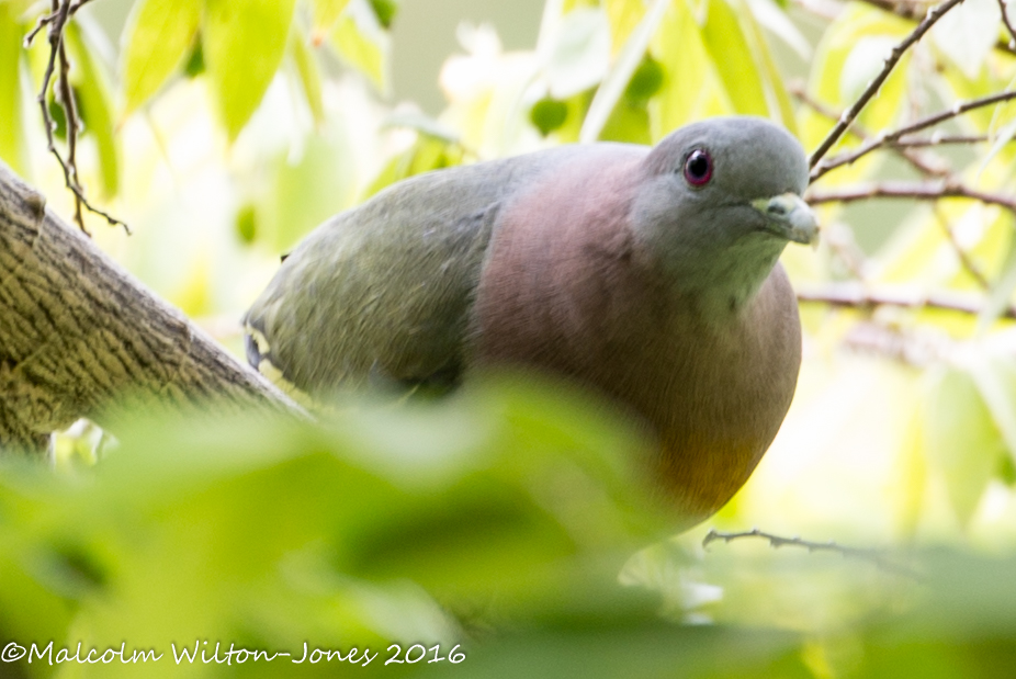 Pink-necked Green Pigeon