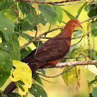 Philippine Cuckoo Dove