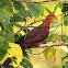 Philippine Cuckoo Dove