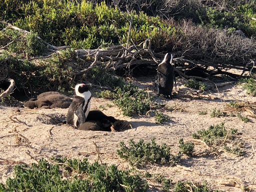 Penguins Cape Town South Africa 2018