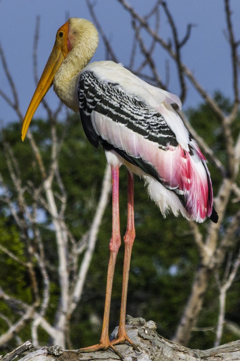 Painted stork