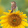 Sunflower New Tab Page HD Wallpapers Themes