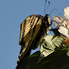 Western Tiger Swallowtail