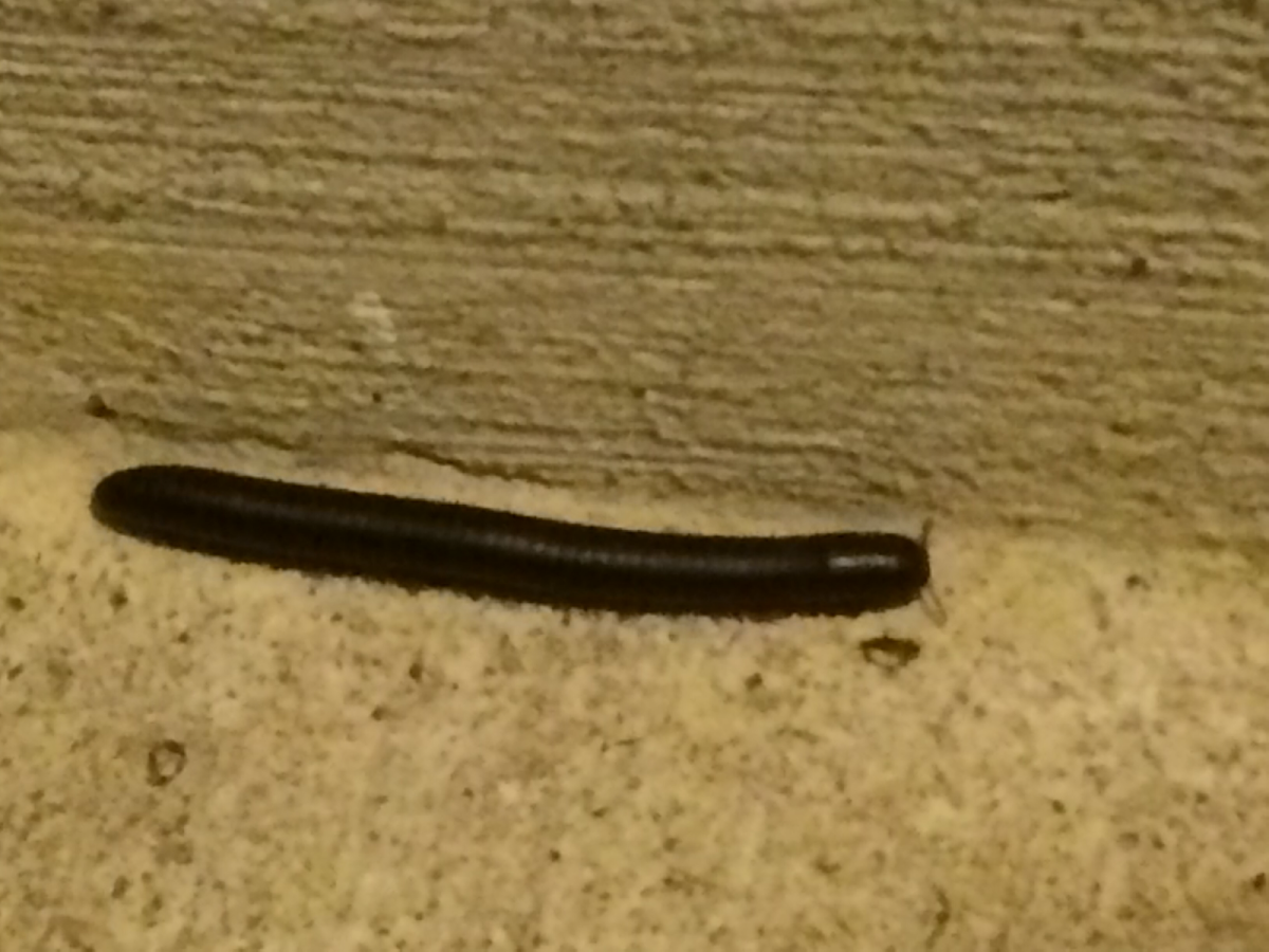 Millipede