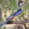 Northern Rosella