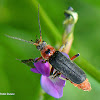 Rustic Sailor Beetle