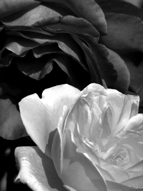 Two roses di andreamazza