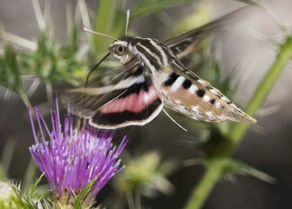 White-Lined Sphinx Moth | Project Noah