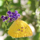 Yellow butterfly