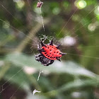 Orb-weaver Spider