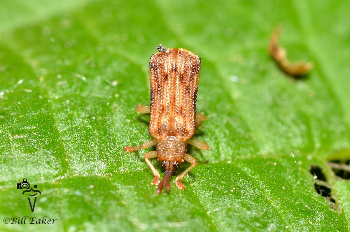 Basswood Leaf Miner