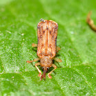 Basswood Leaf Miner