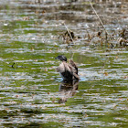 Pied-Billed Grebe