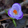 Crocus