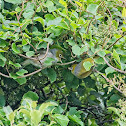 Silvereye