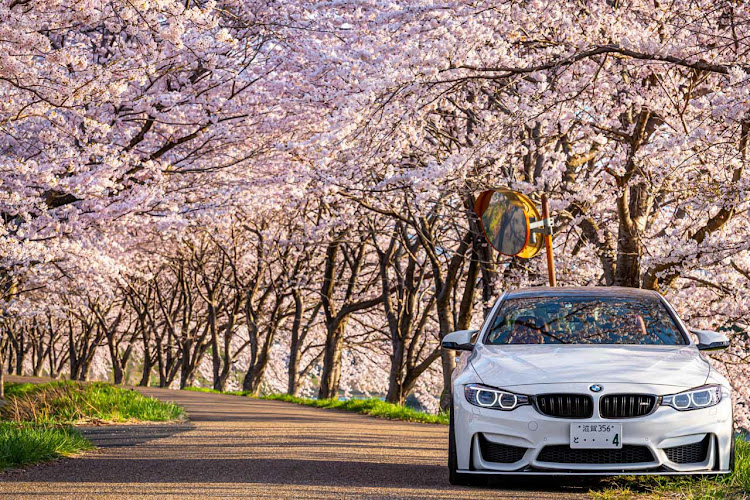 M4 クーペの桜とコラボ・桜・サクラと愛車・ドライブに関するカスタム事例の投稿画像1枚目