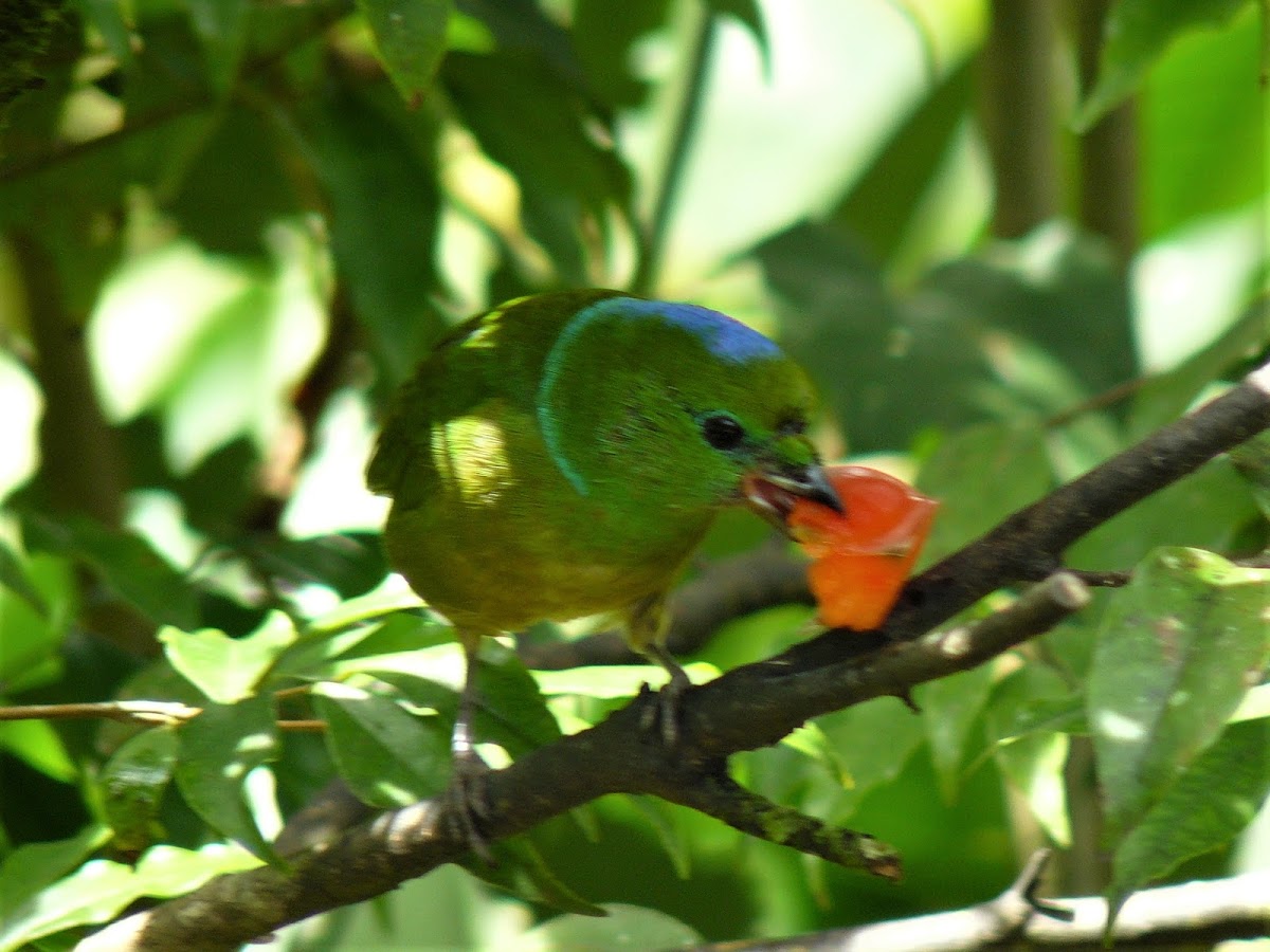 Golden-browed Chlorophonia